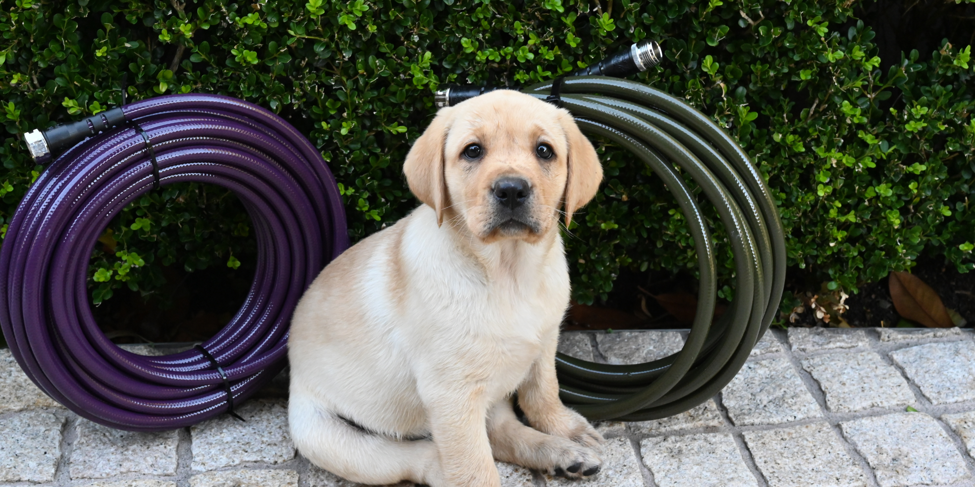 Fetch & Flourish Pet Range